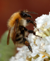 bumblebee_closeup