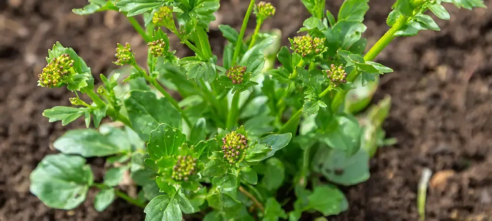 Common Winter Cress Yellow Flowers