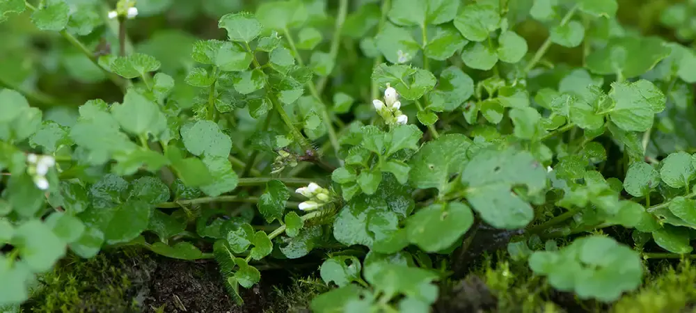 Hairy Bittercress