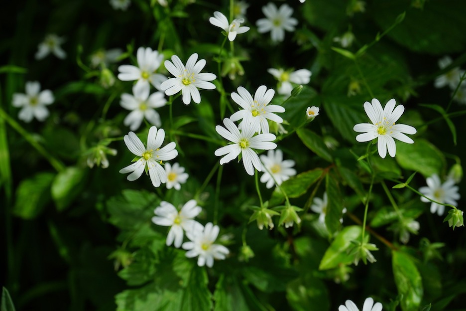 Chickweed