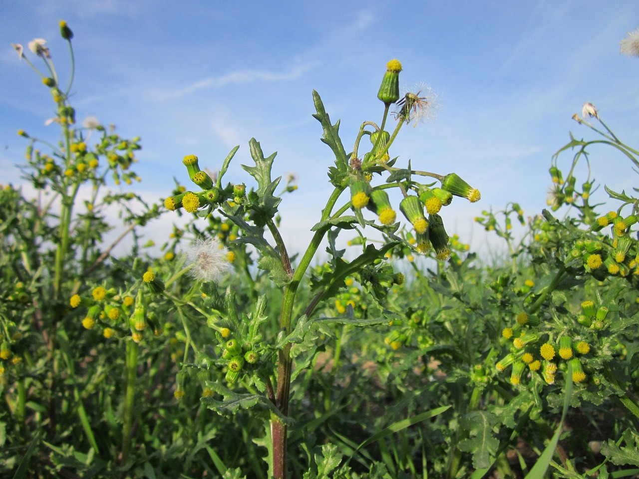 Common Groundsel