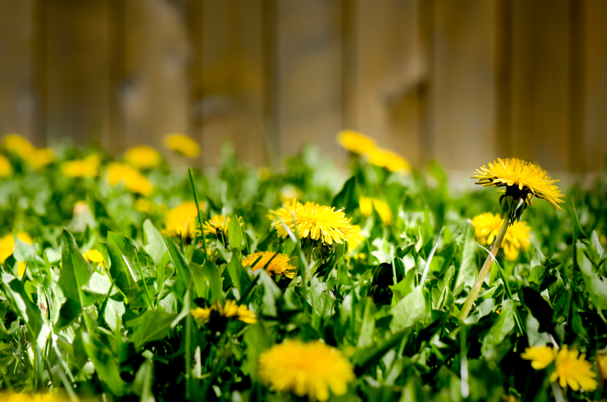 Yellow Dandelions against a fence