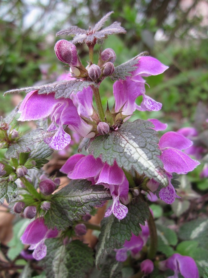 Henbit