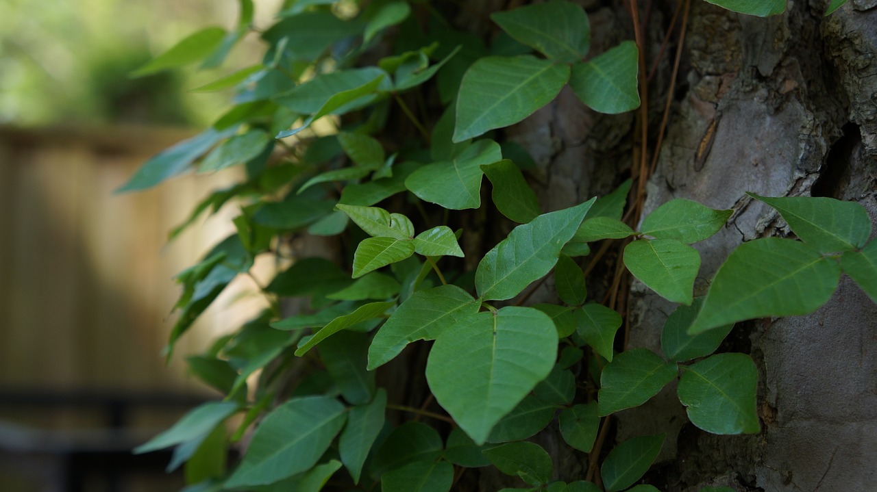 Poison Ivy on tree trunk