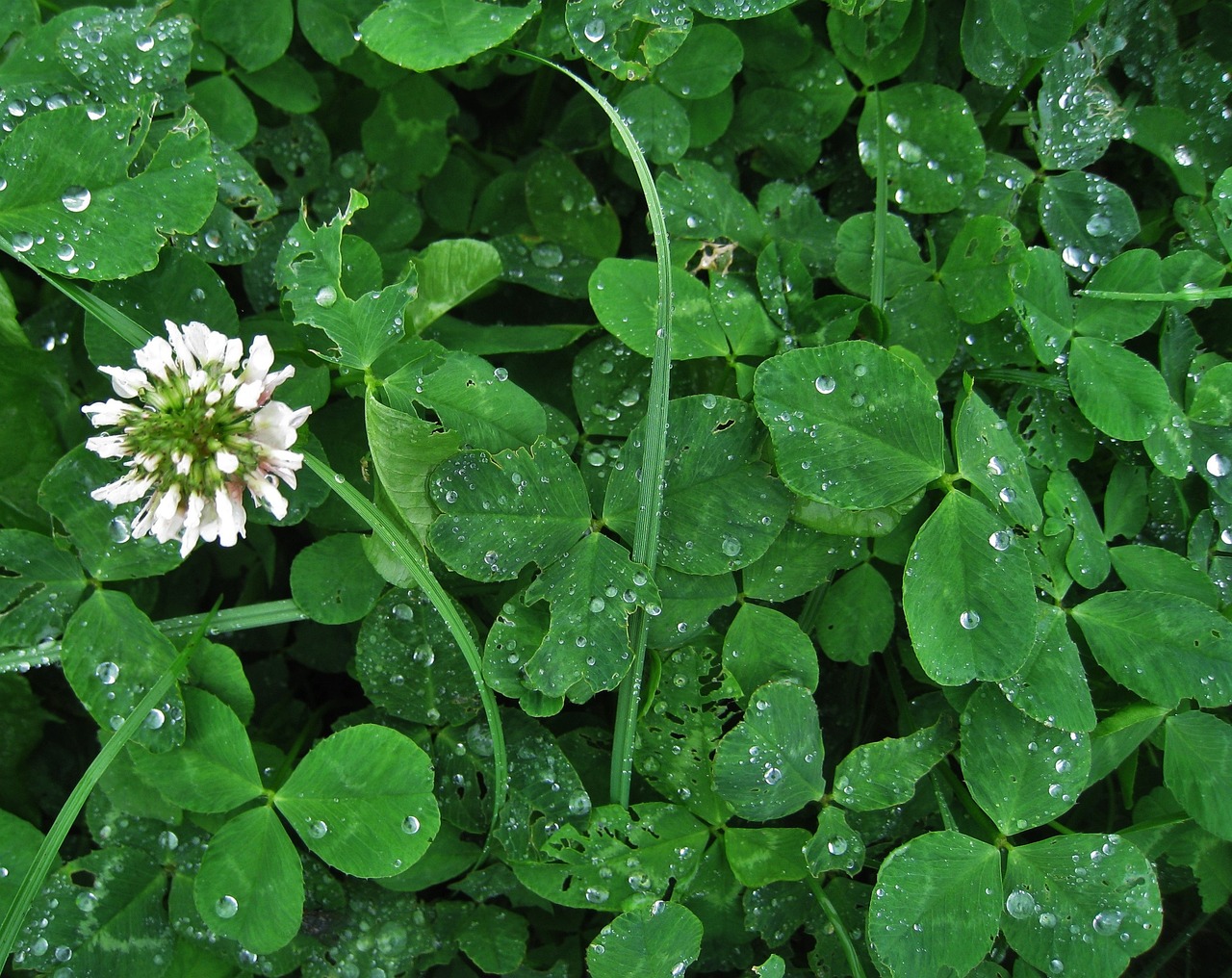 White Clover