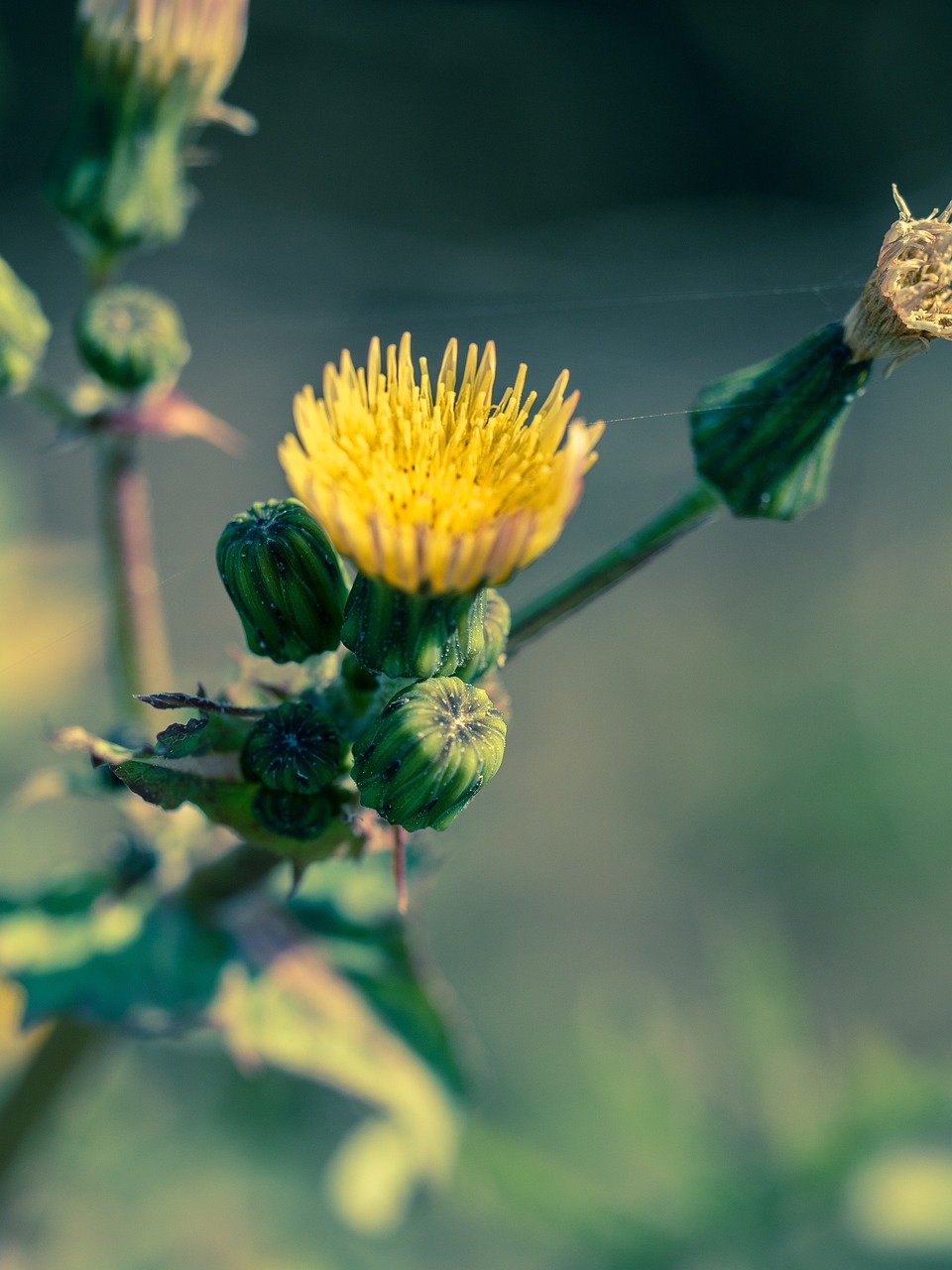 Annual Sowthistle