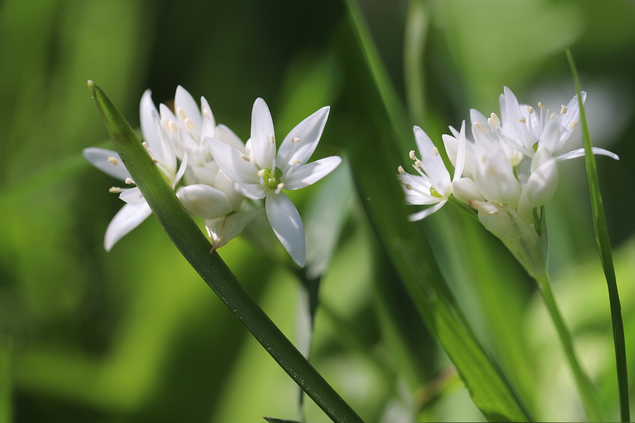 Wild Garlic