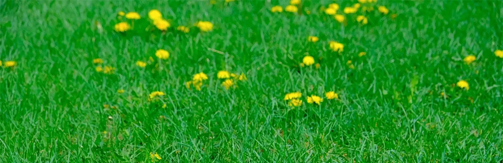 weeds in a lawn
