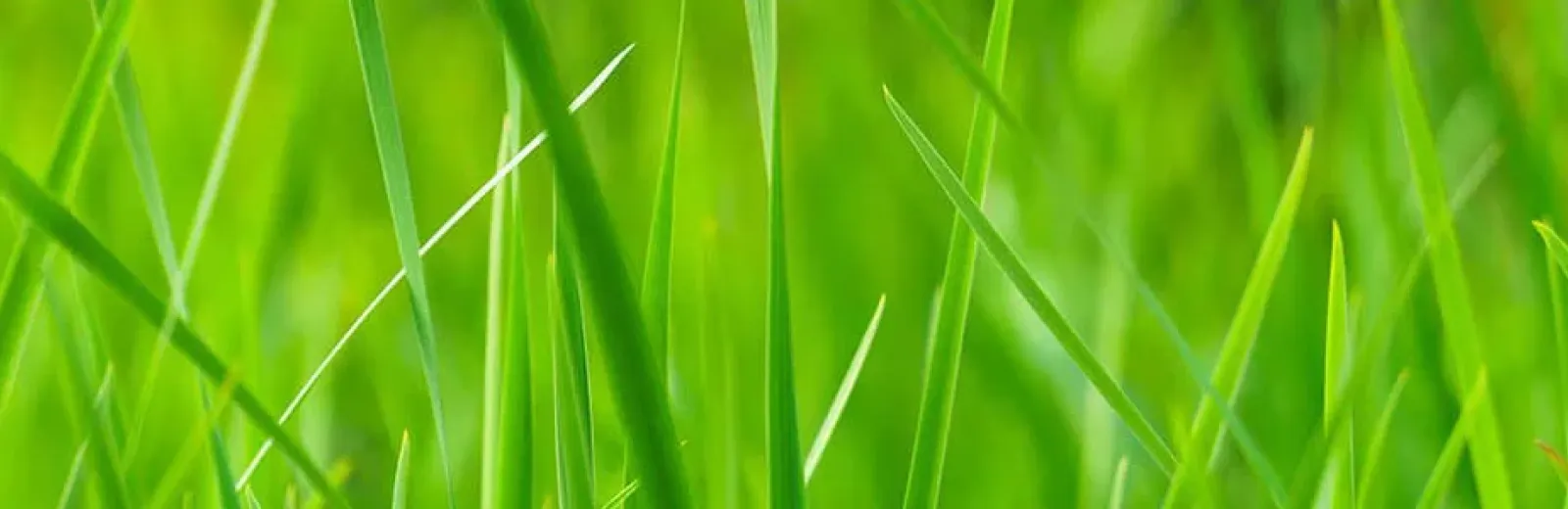 Grass background