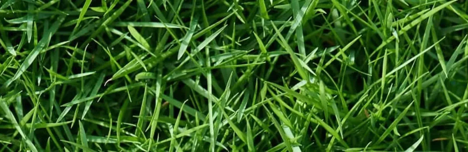 Grass