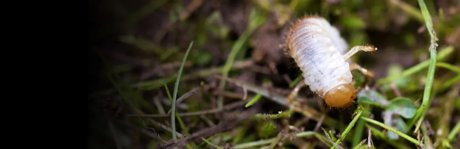 Close up view of grub in grass