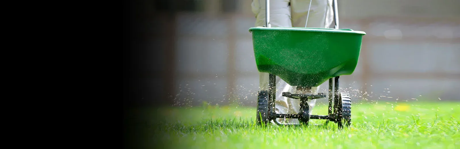 Man seeding green lawn