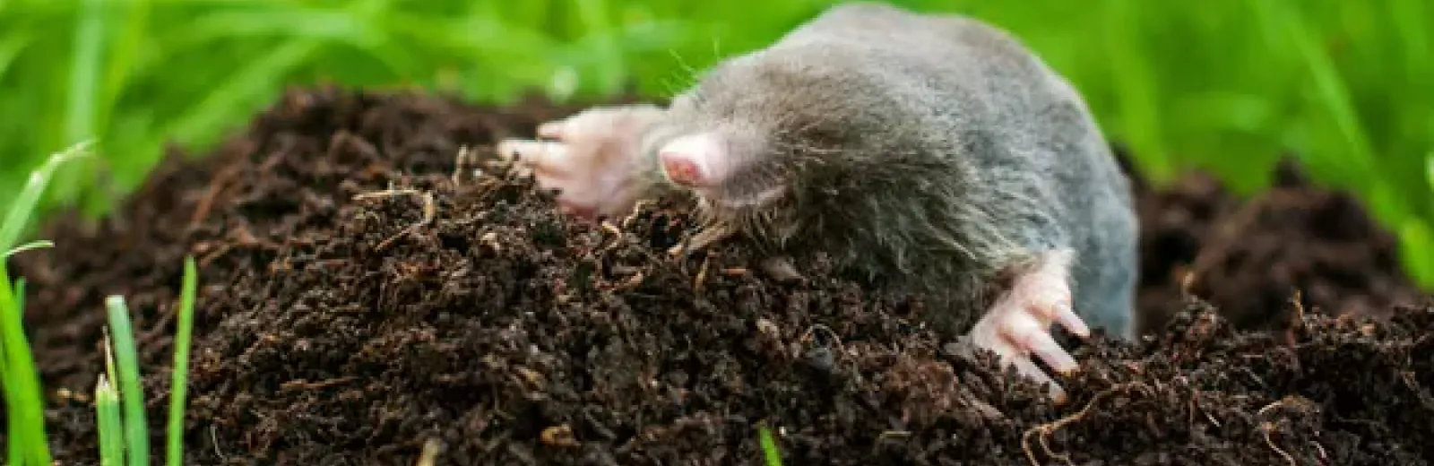 Mole in lawn