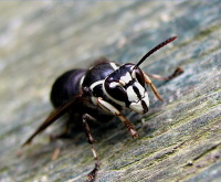 baldie faced hornet