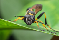black yellow mud dauber