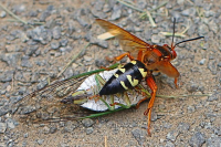 eastern cicada killer