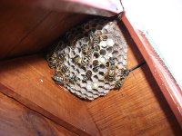 paper wasp nest
