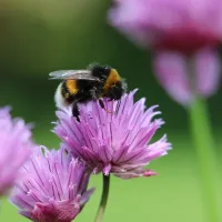 Bee on Flower