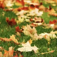 fall leaves on lawn