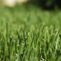 Close-up of healthy, green lawn