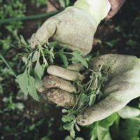 Gloved hands holding common NC garden weeds