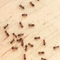 Ants crawling on floor