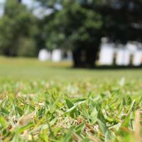 Stressed Lawn