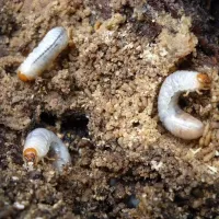 grubs in soil