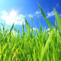 Healthy Green Grass against Blue Sky