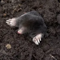 Mole in soil