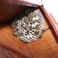 paper_wasp_nest