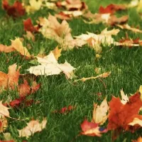 fall leaves on lawn - Tips to Make Raking Leaves Easier