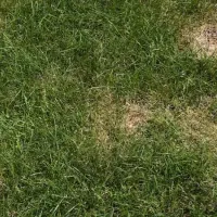 grass with brown patches