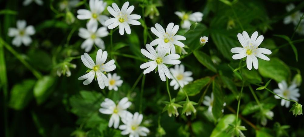 Chickweed