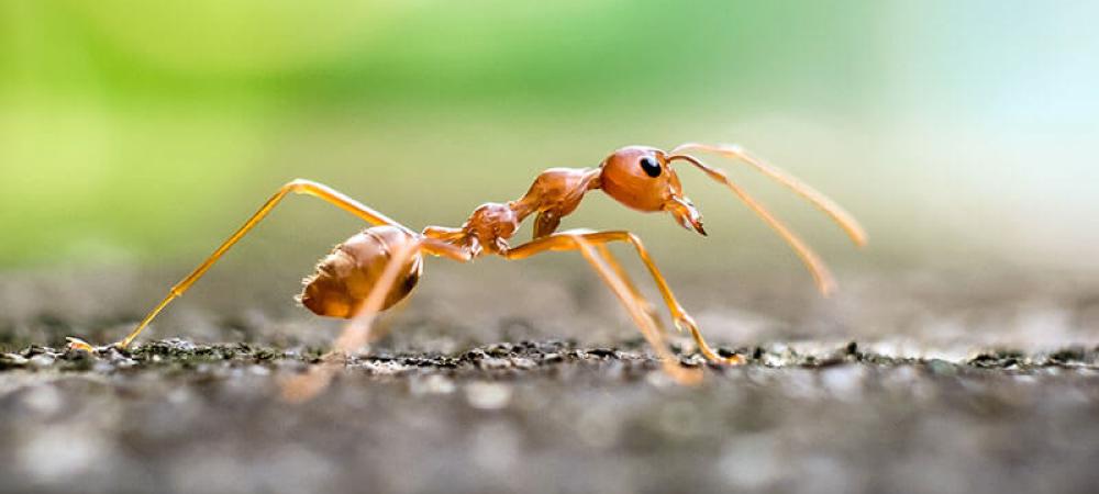 a fire ant on gravel