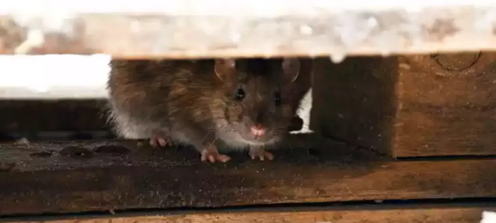 rodent hiding under a door