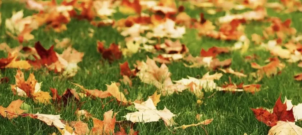 fall leaves on lawn