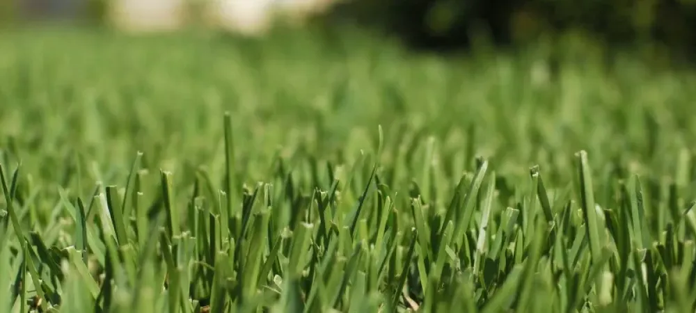 Close-up of healthy, green lawn