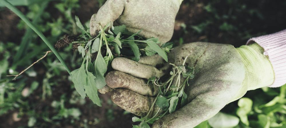 Gloved hands holding common NC garden weeds