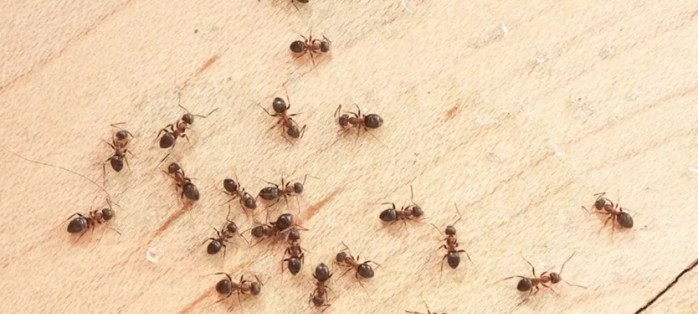 Ants crawling on floor