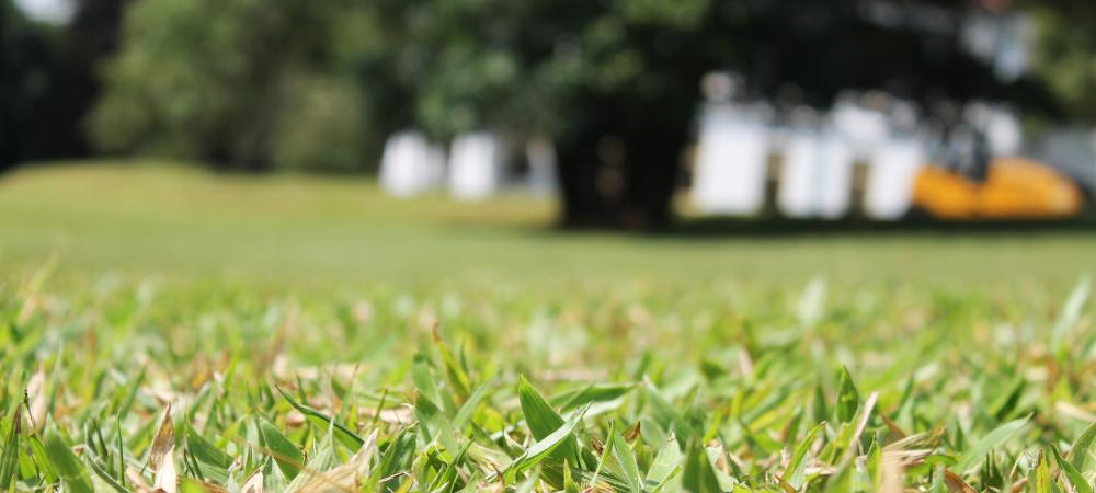 Stressed Lawn
