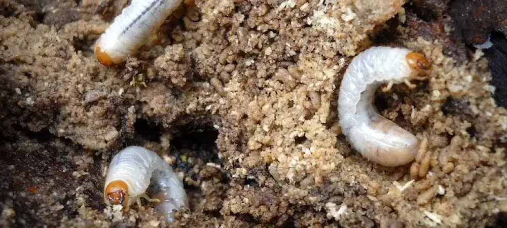 grubs in soil