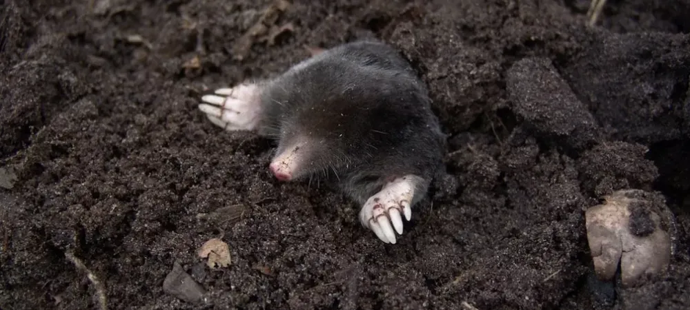 Mole in soil