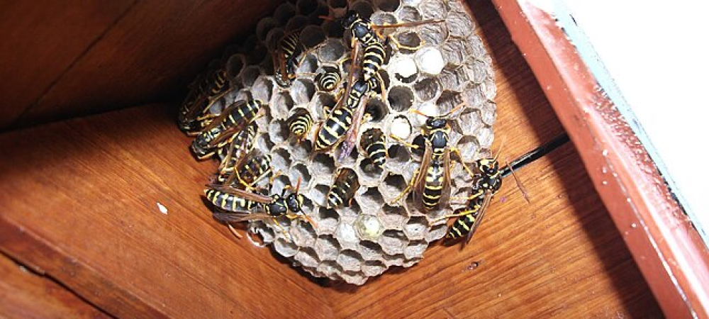 paper_wasp_nest