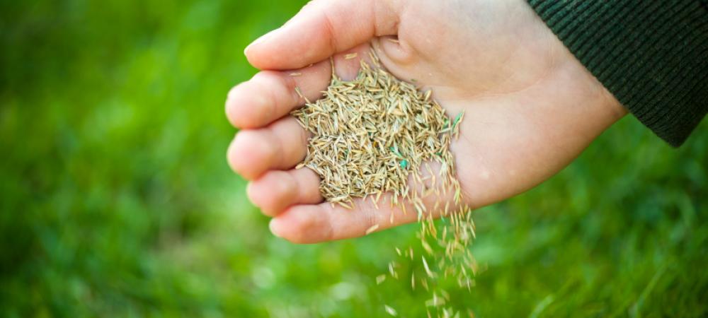 seeding in hand