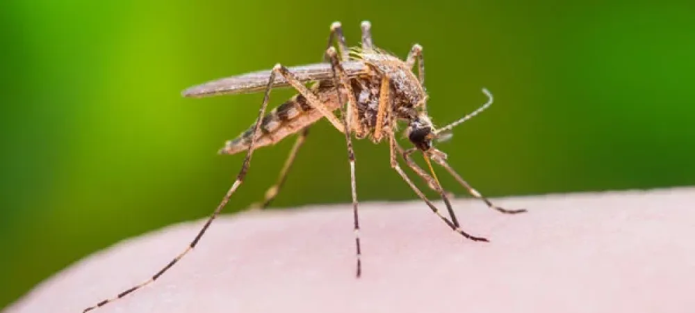 Mosquito outside