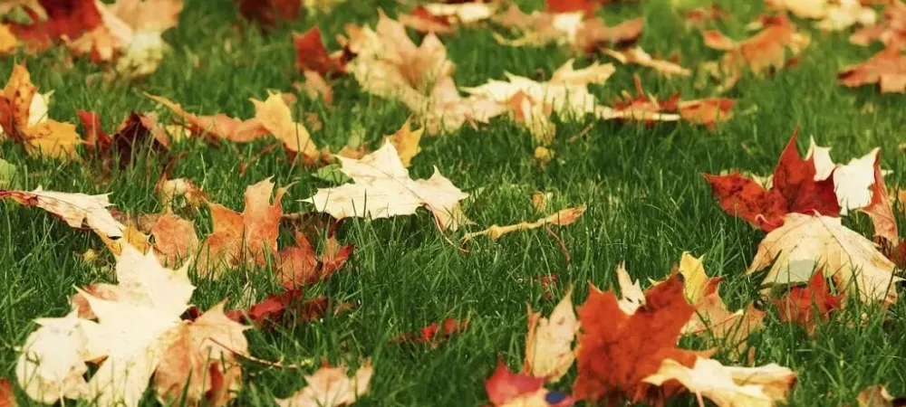 fall leaves on lawn - Tips to Make Raking Leaves Easier