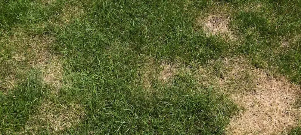 grass with brown patches