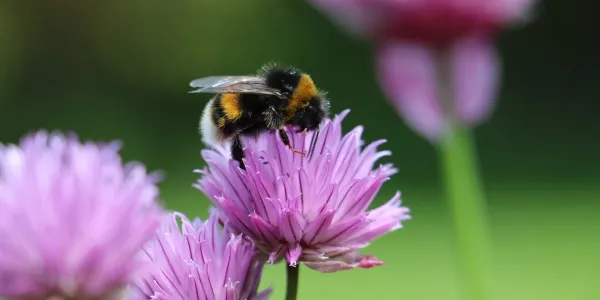 Bee on Flower
