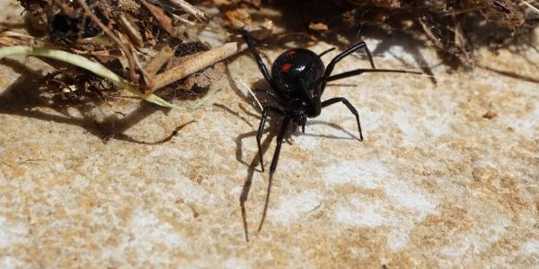 black widow